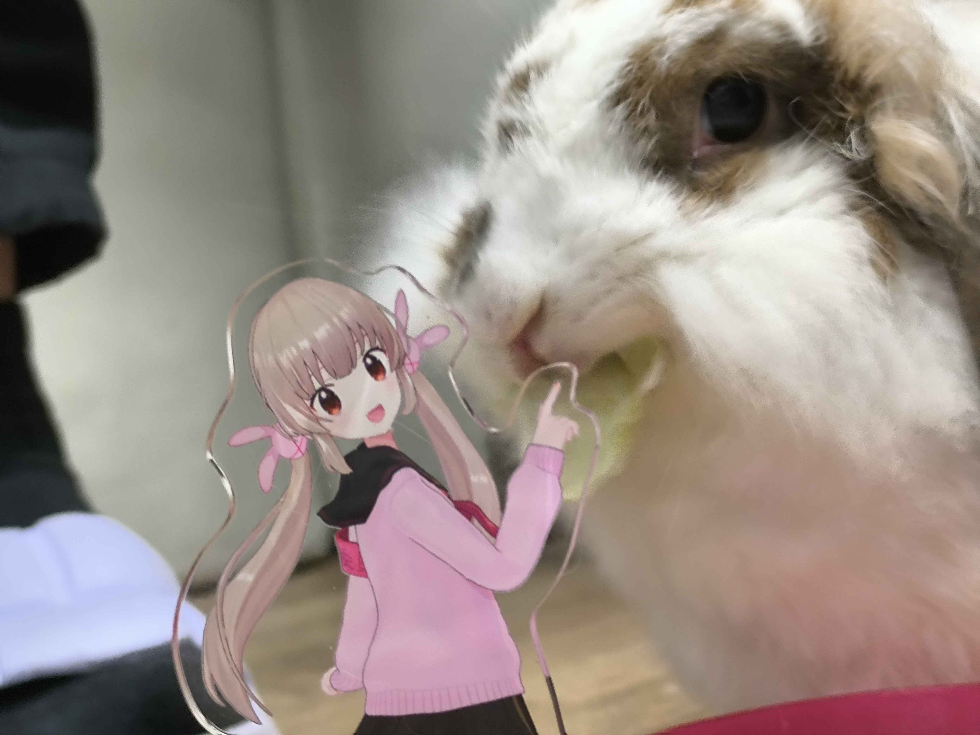 natori_rabbit_cafe